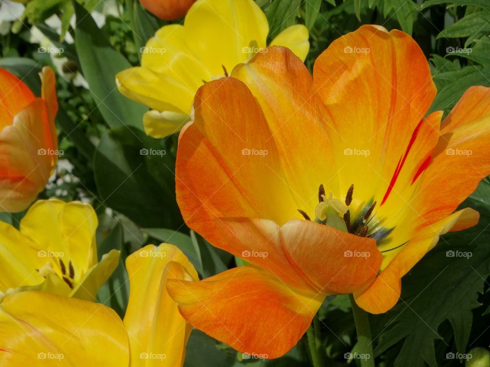 Orange Tulip Closeup
