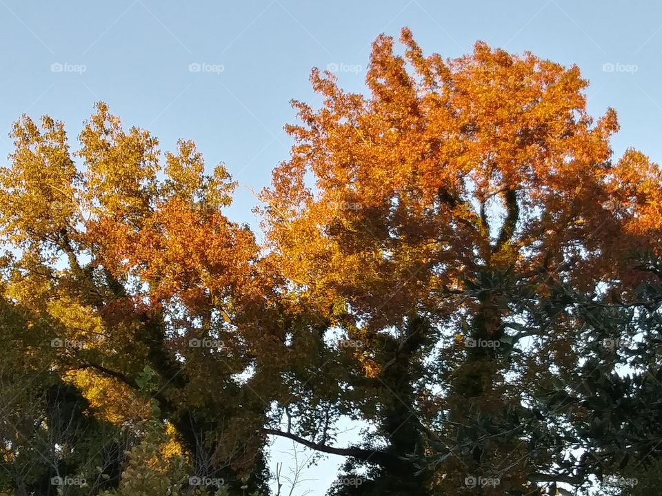 evening light on autumn trees