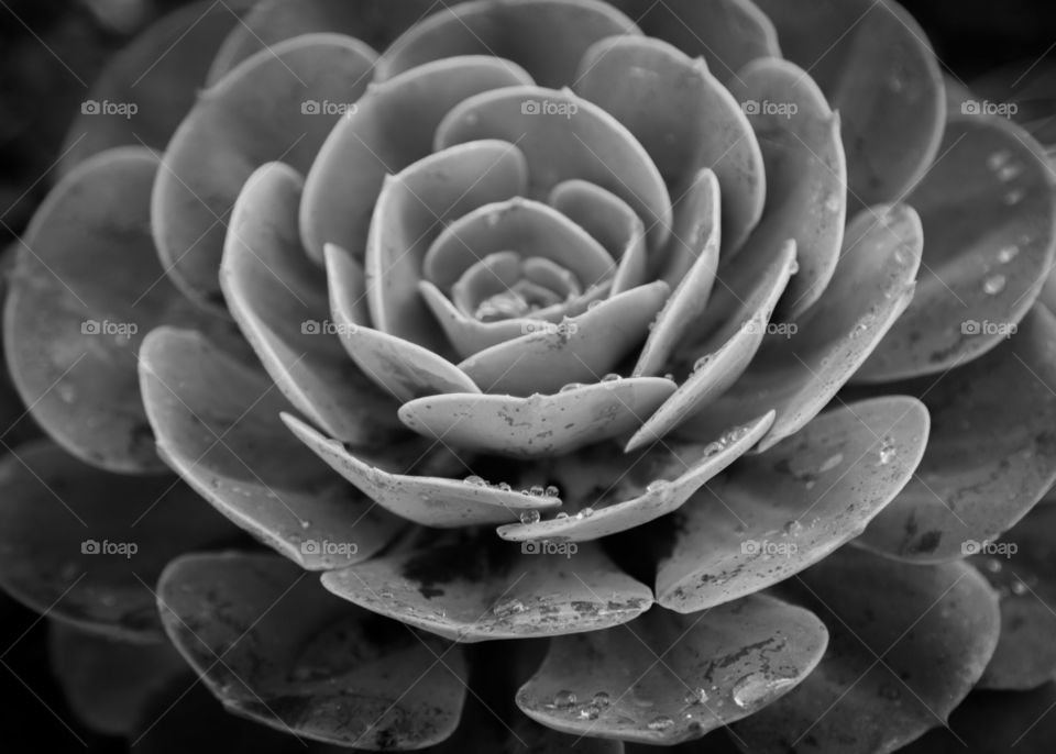 Monochrome closeup rain flower