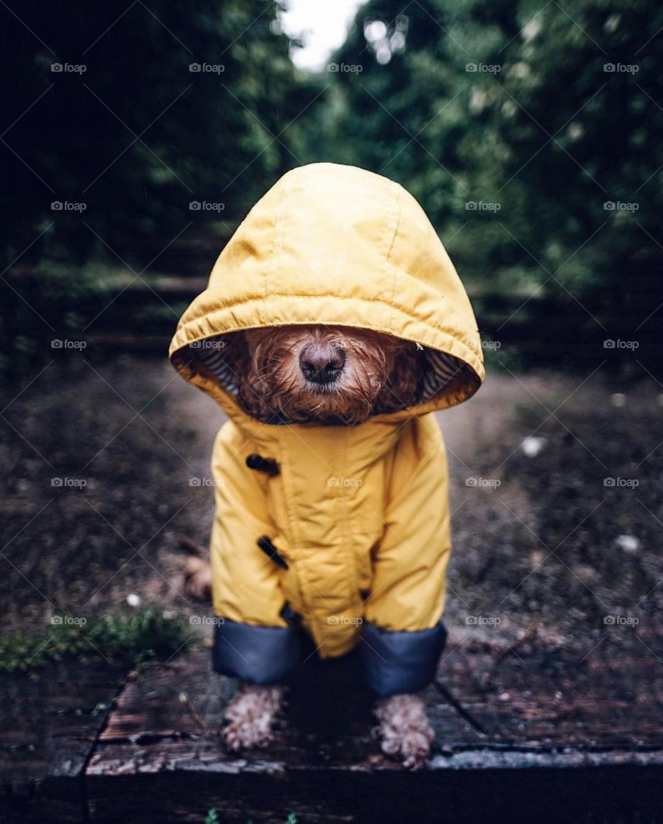 Dog with jacket