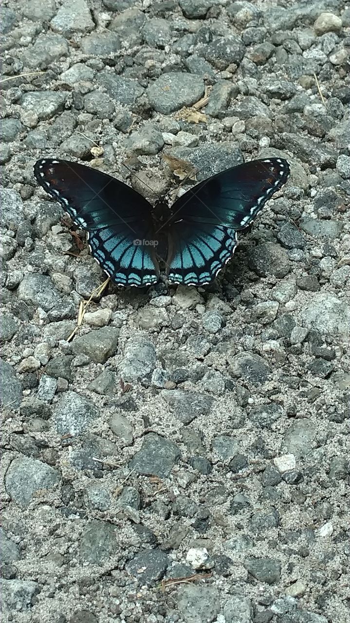 Butterfly, Nature, No Person, Insect, Outdoors