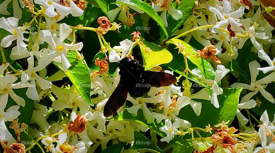 Xylocopa Bumblebee in the jasmine.