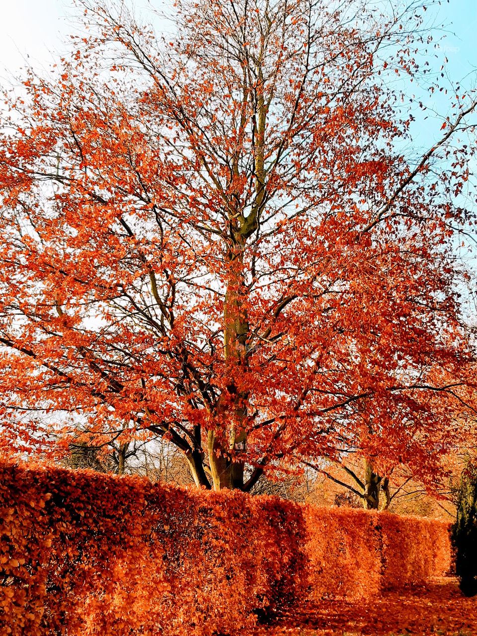 Bright red autumn colours. Trimmed hedge with bright reddish leaves with red leaved tree against a blue sky and red fallen leaves on the ground