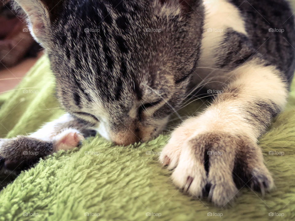 Bering kneaded! This very young kitten loves this blanket, it’s softness must remind her of mum, she kneads into in with her paws as if she’s trying to get milk