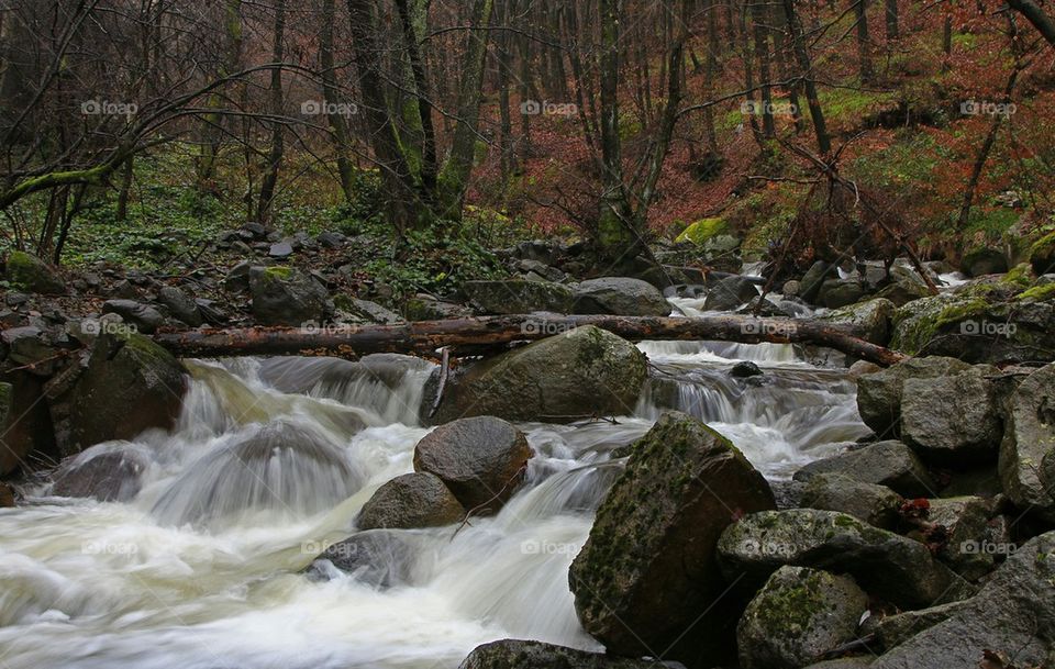 river in forest 