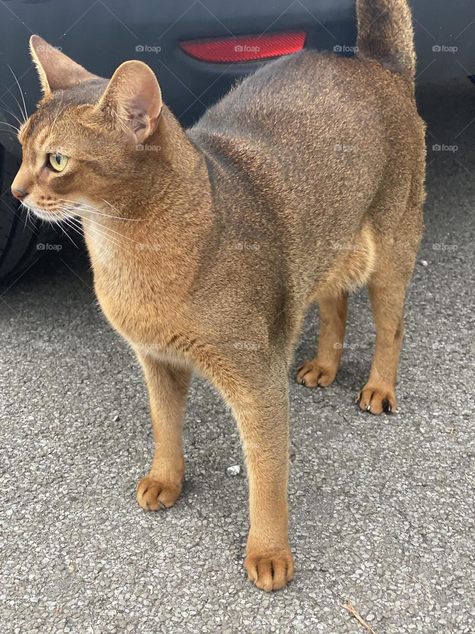 an unusual coloring golden cat with big eyes, ears and a serious look.  frightened animal, cat cat.  pet cat