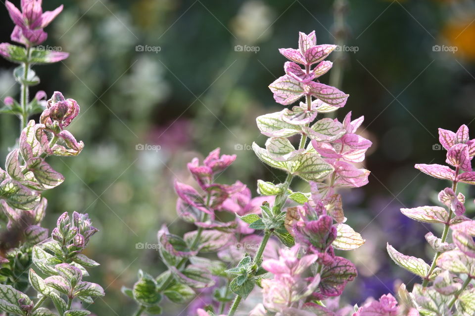 Herbs in fall