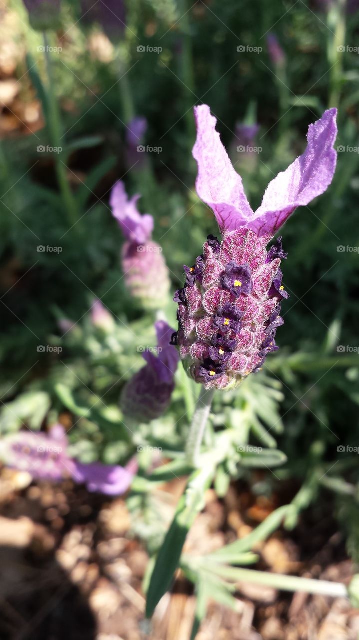 Lavender