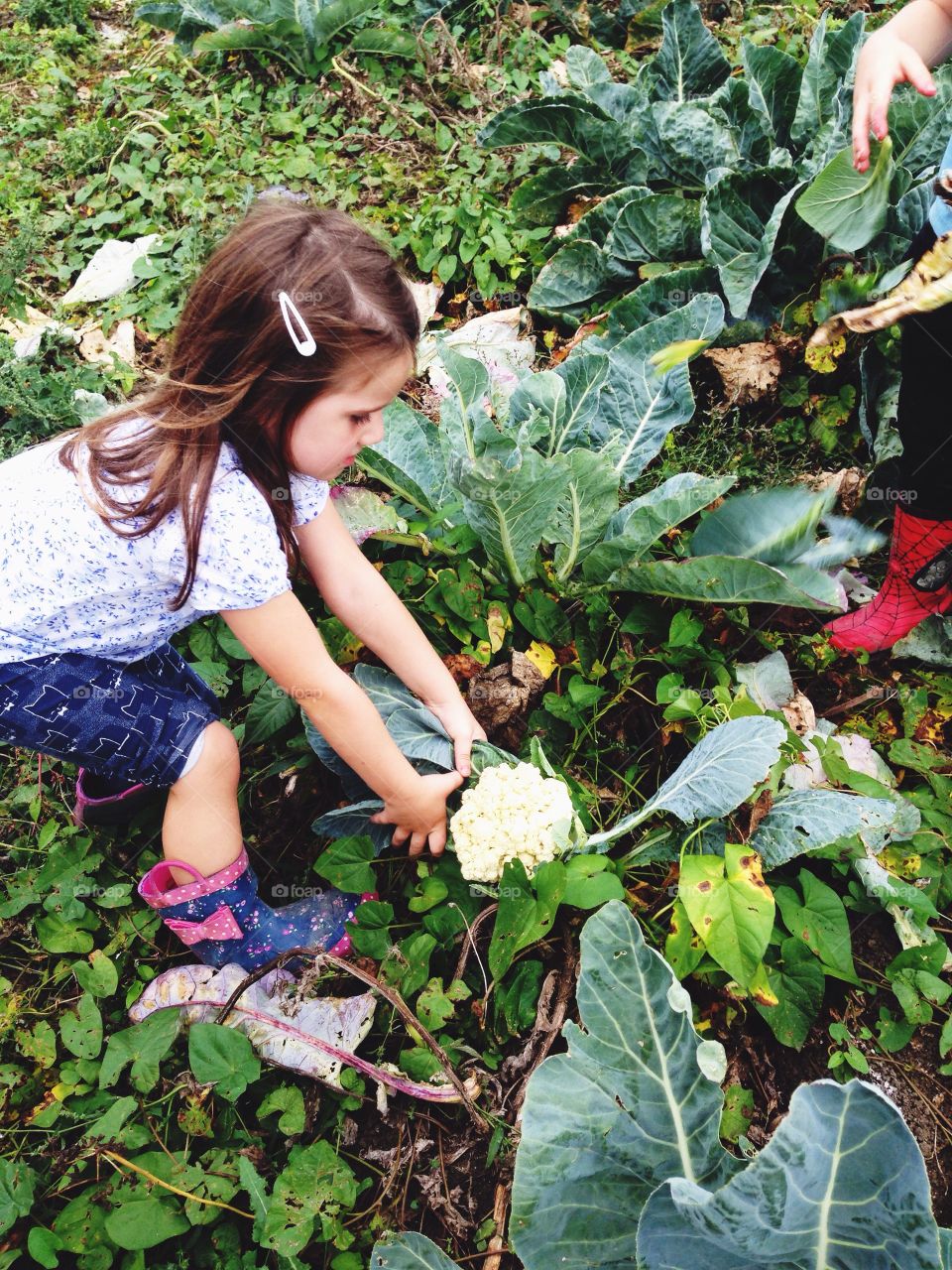 Child uprooting a cauliflower 