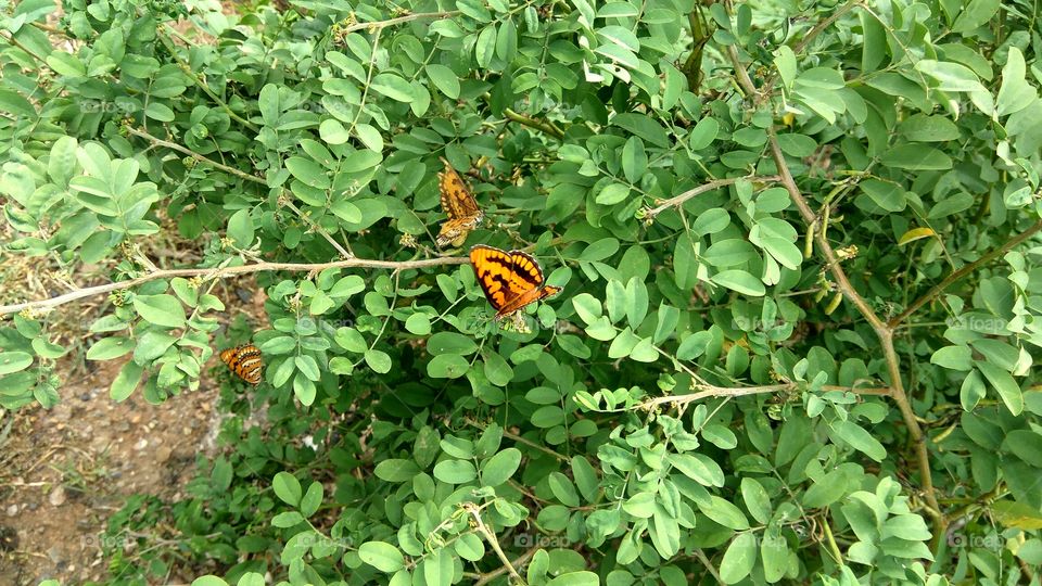 Butterfly searching for honey