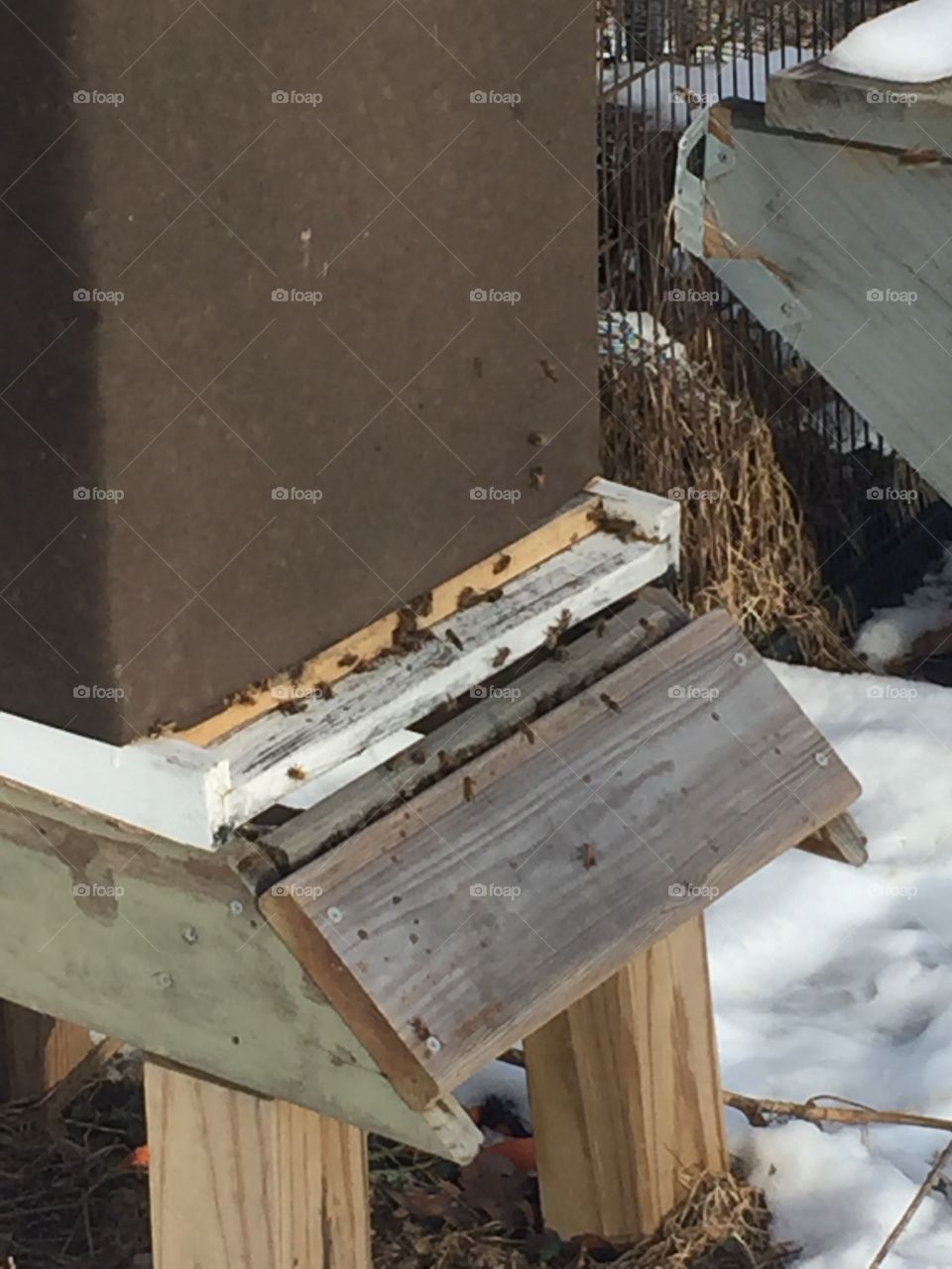 Bees cleaning house during winter 