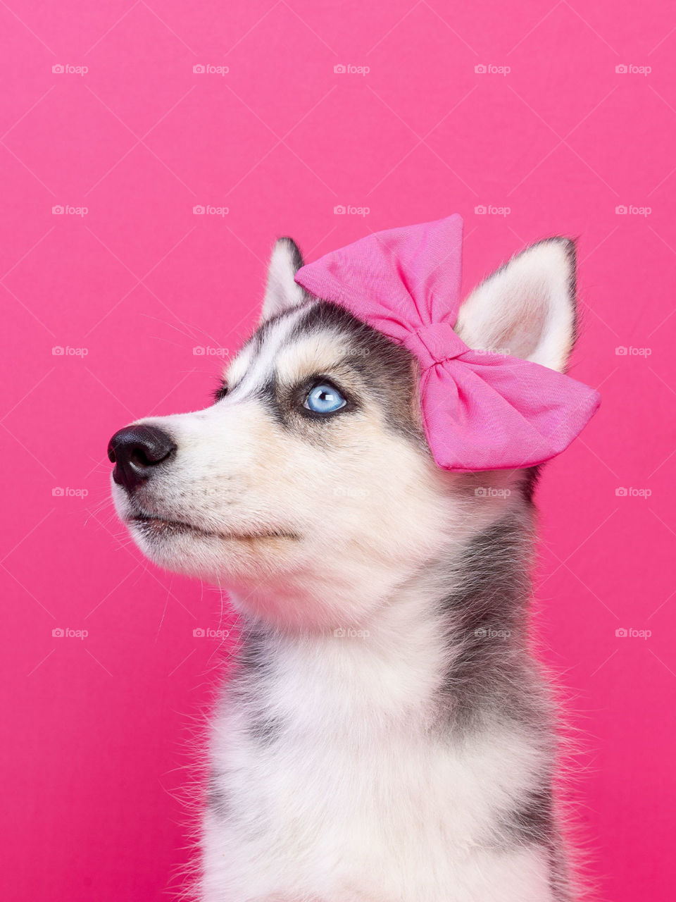 Filhote da raça husky siberiano com laço rosa na cabeça 