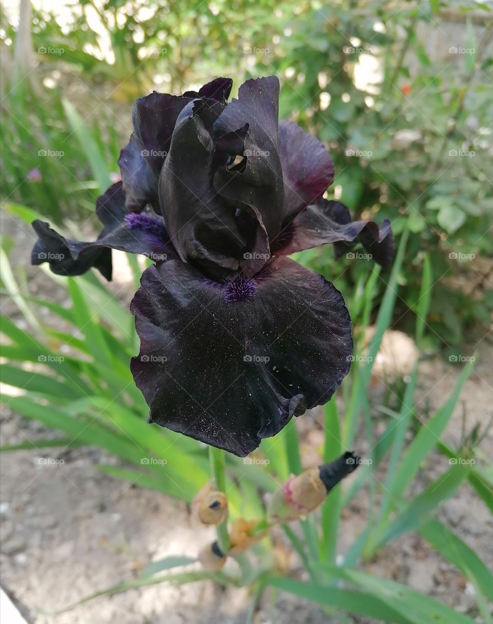 Irises are found on all continents. The genus has about
800 species with a rich variety of shapes and colors.