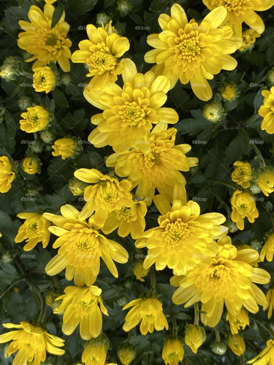 Yellow flowers 