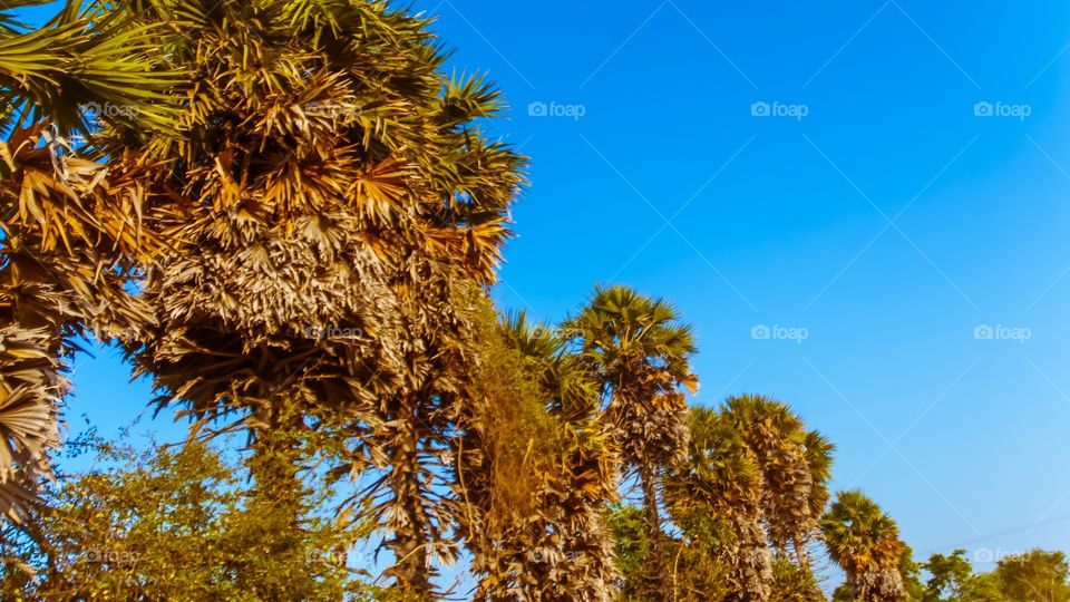 Palm trees 