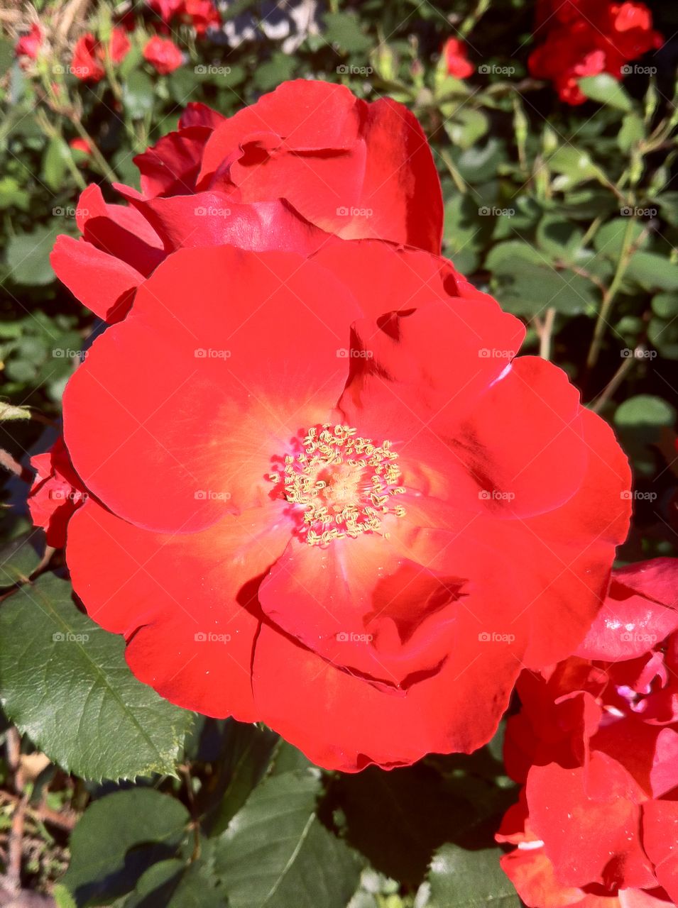 Blooming rosa
