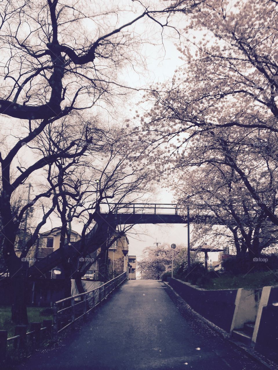 桜. 桜 in kyoto