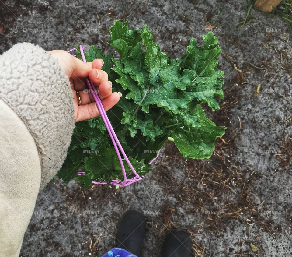 Early morning harvest of kale