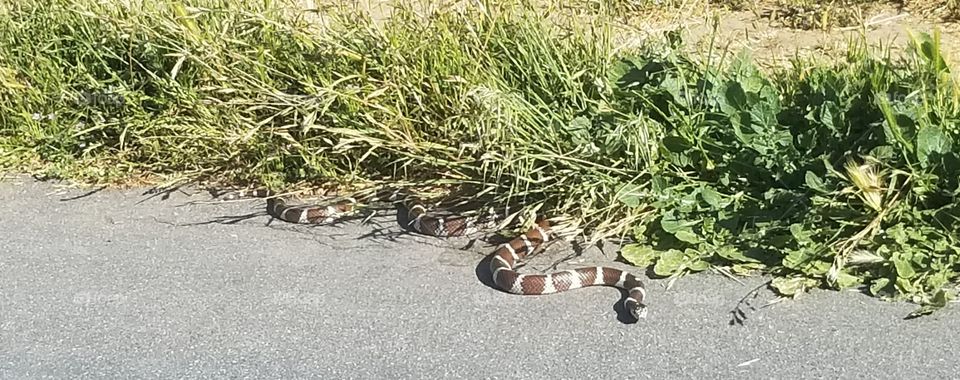 you are a king snake in the grassss