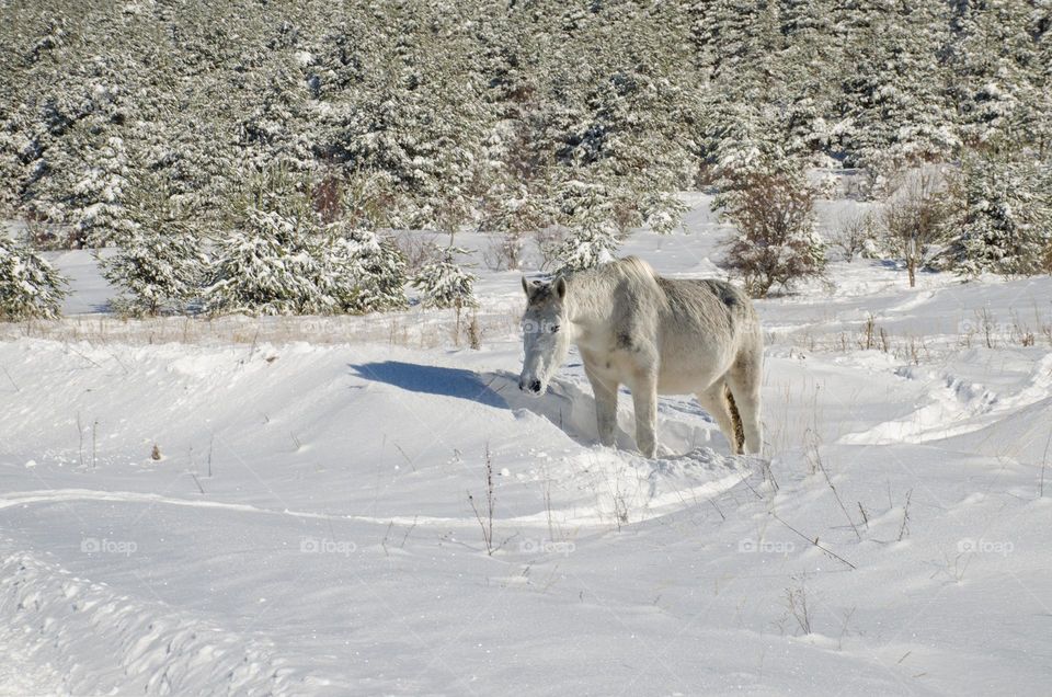 Winter landscape with White hors