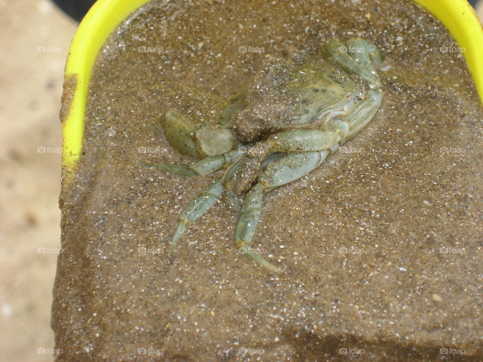 crab on yellow spade