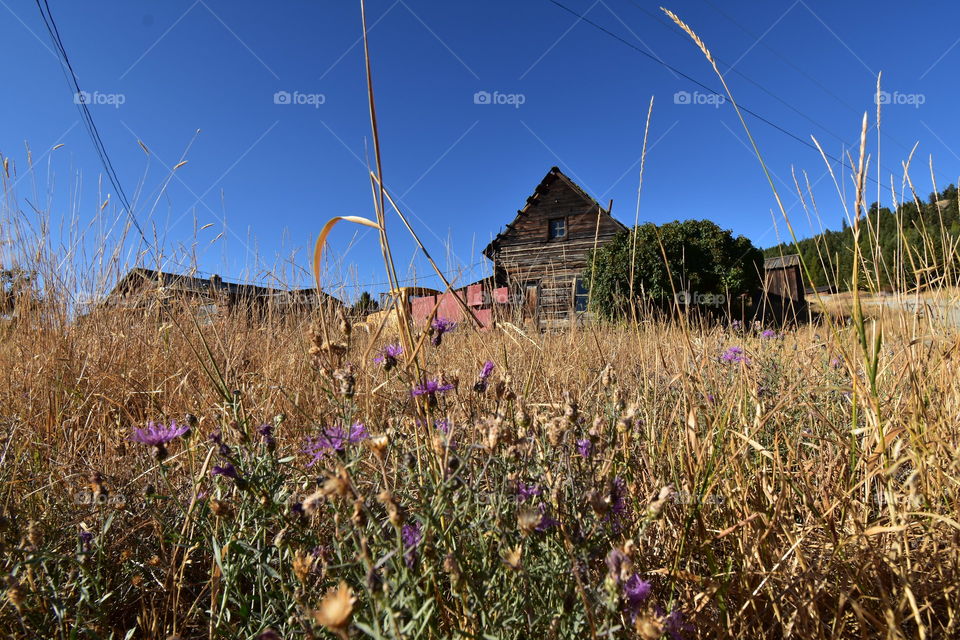 A rustic, vintage cabin accompanying a field of purple and yellow flowers and dried out grass. 