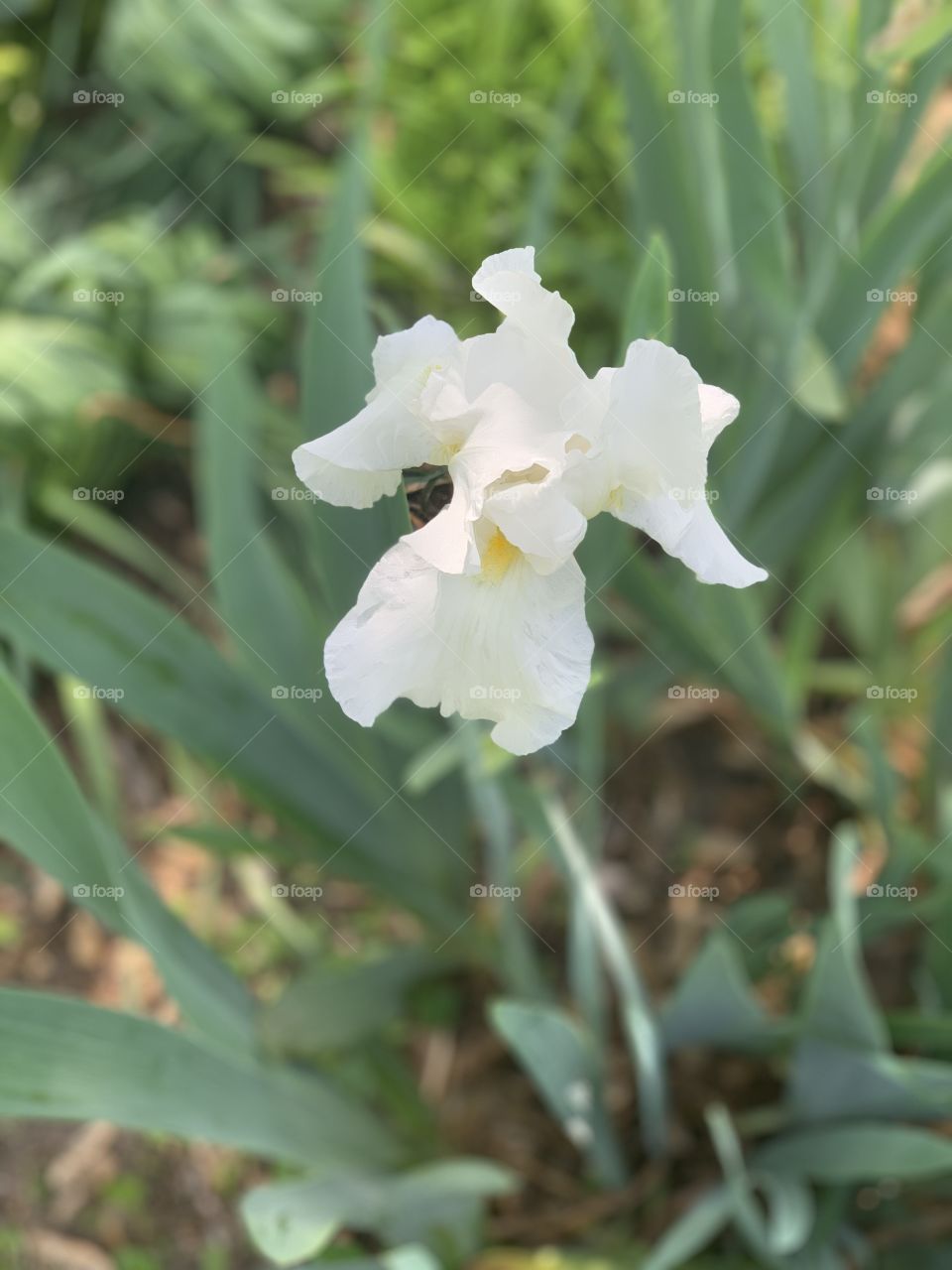 Iris 