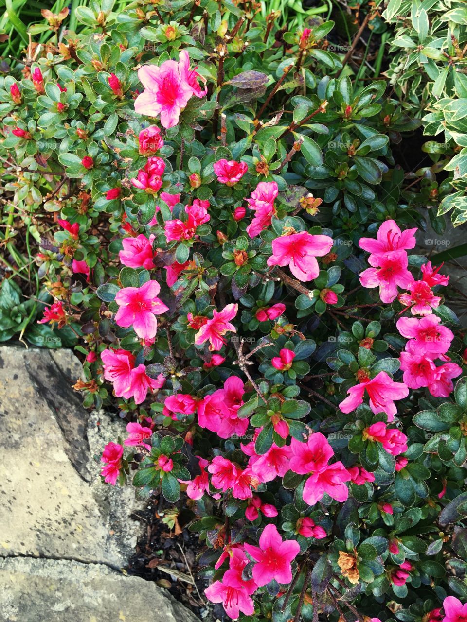 A cascade of pink flowers blooming on a green bush. Reacting to the spring sun in North Devon 