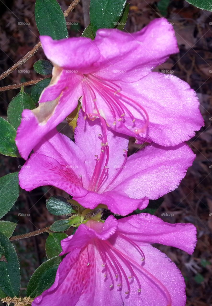Azalea