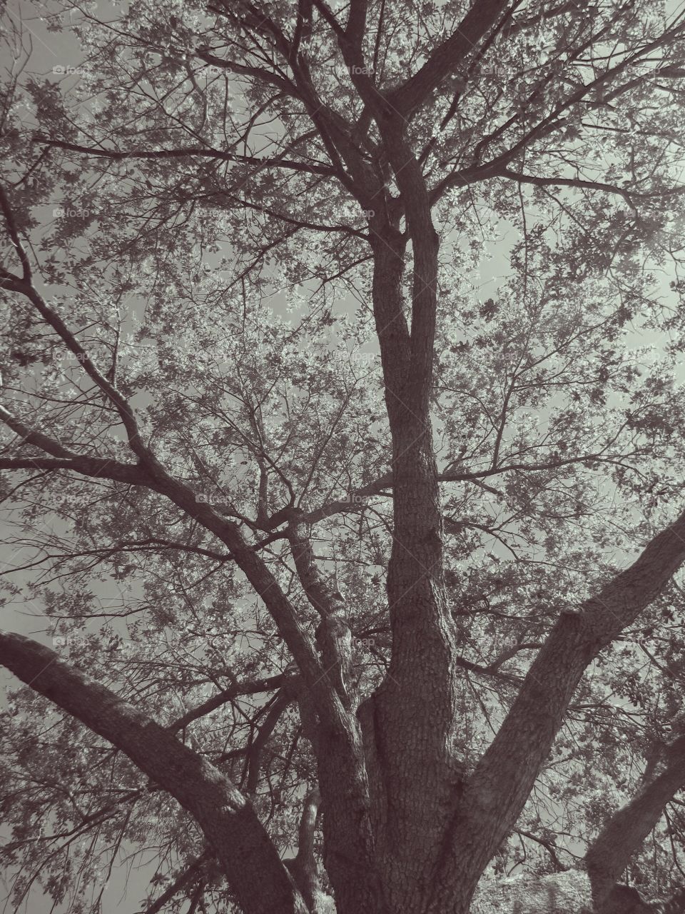 black & white tree. mighty oak with new spring growth