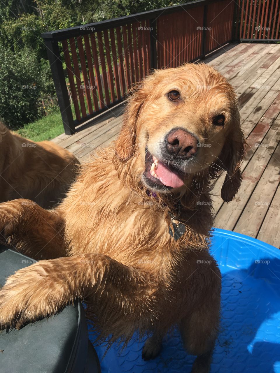 A wet golden retriever dog smiles with its paws up on an elevated surface, standing in a small pool