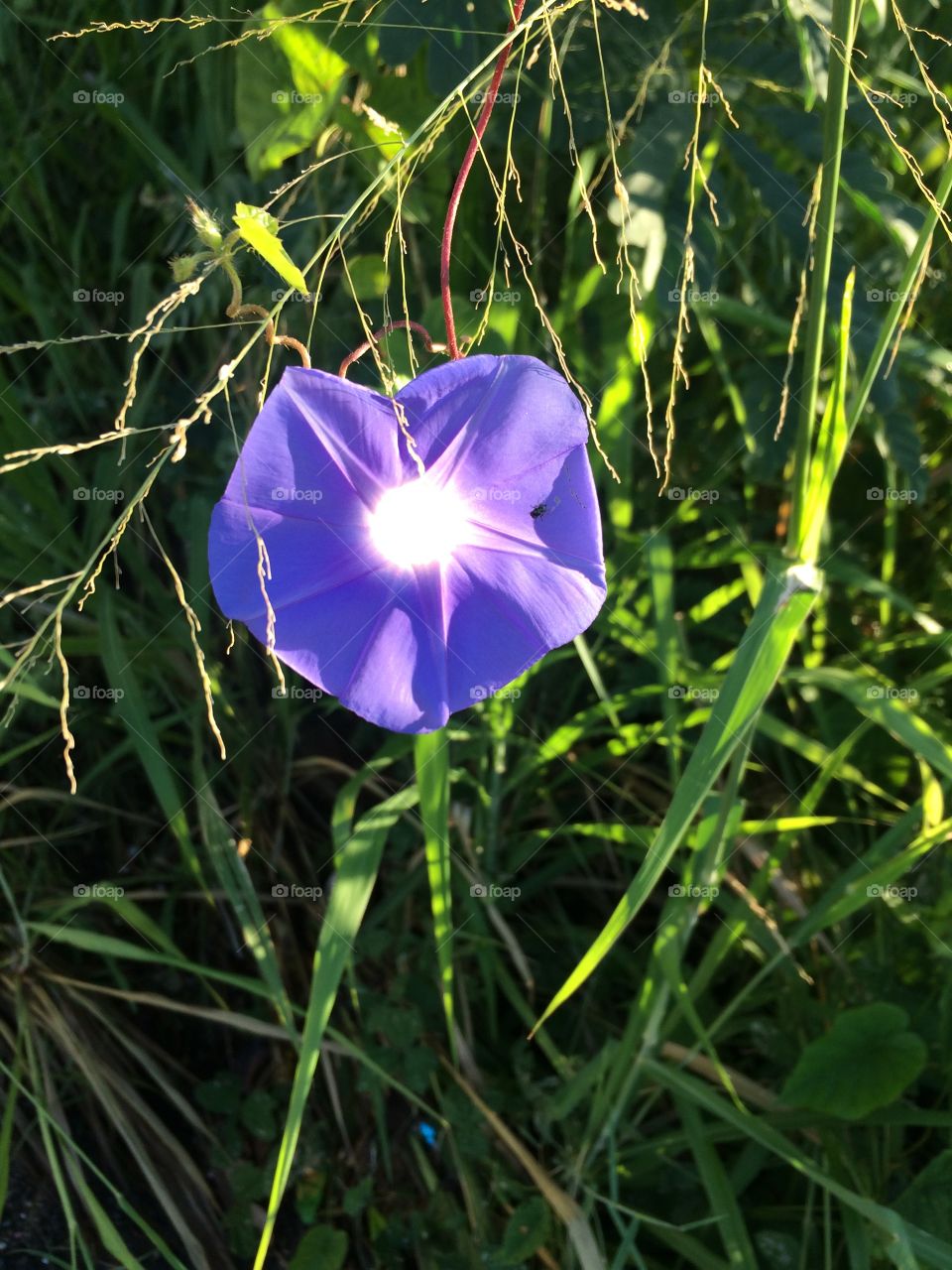 Morning Glory Bloom 