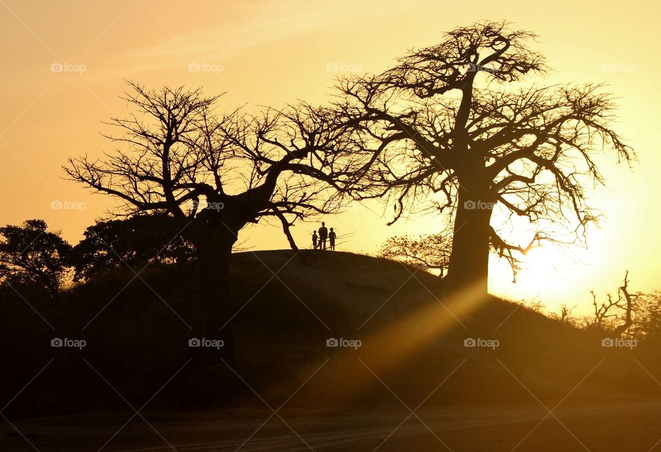 People and baobab trees silhouetted at sunset 