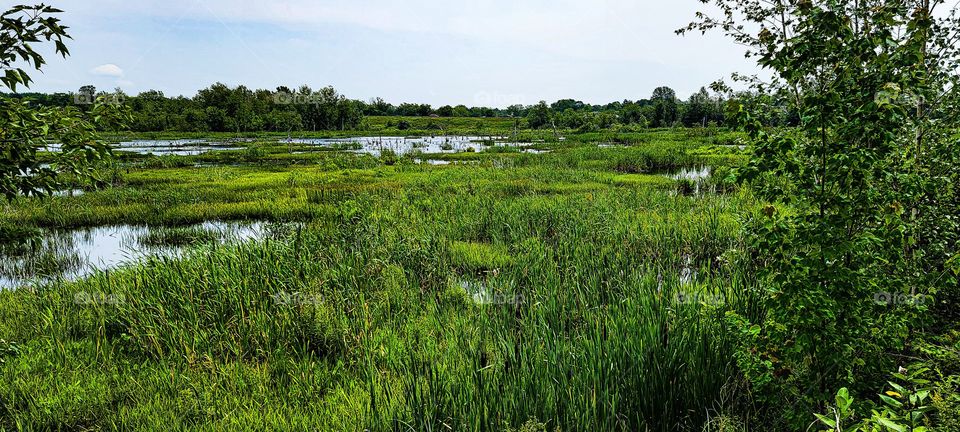 swamp in summer