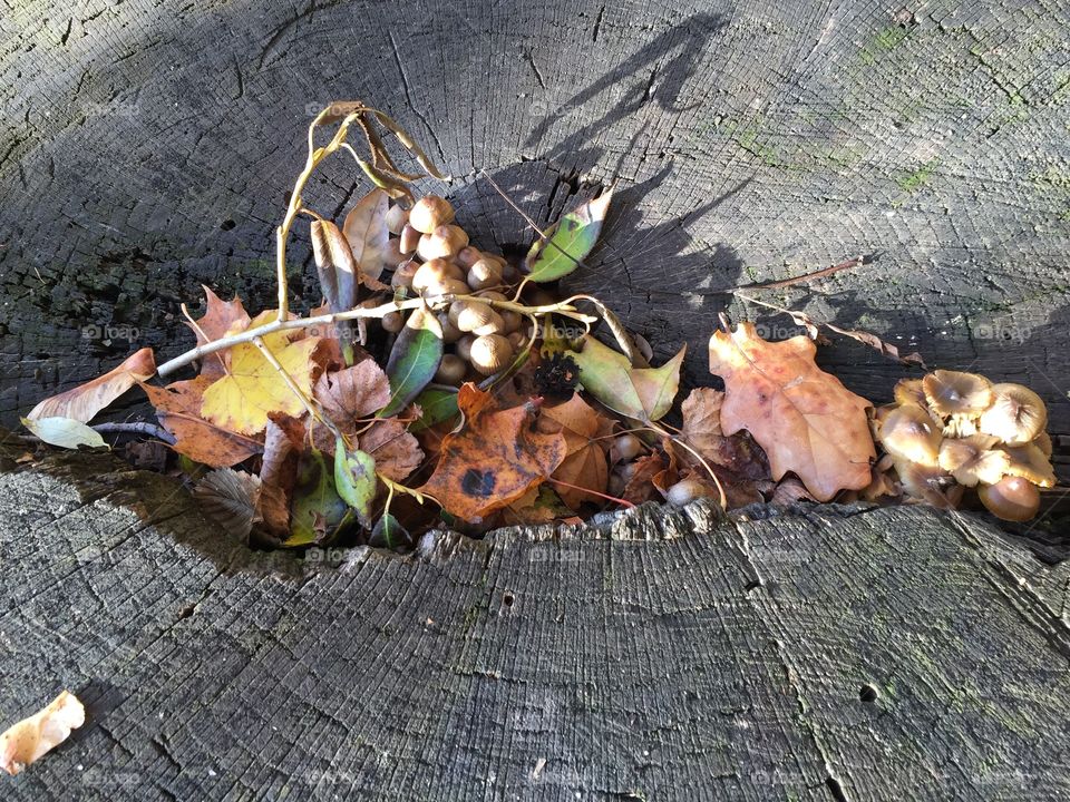 October in the forest 