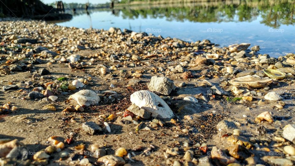 sea shells