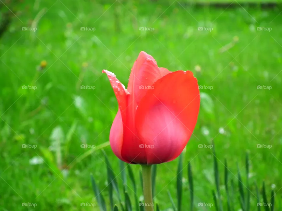 flower