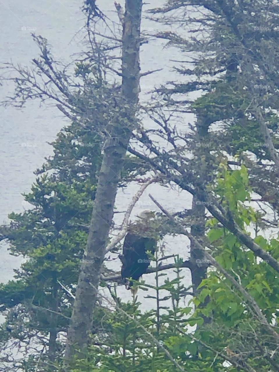 Eagle in the forest 