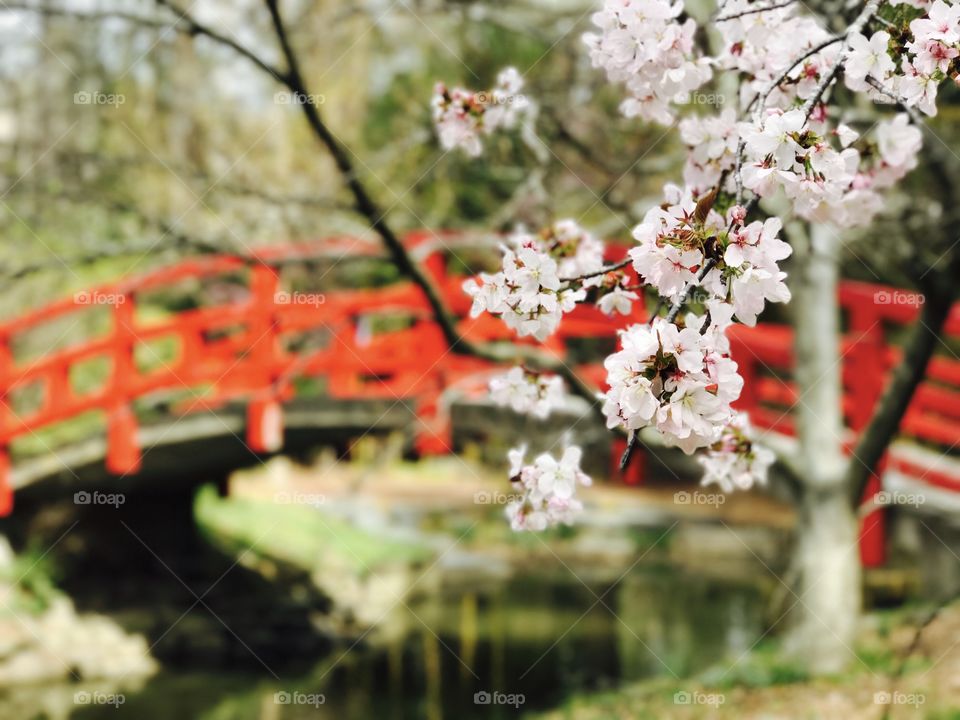Sakura at Duke gardens 🌸🌸🌸