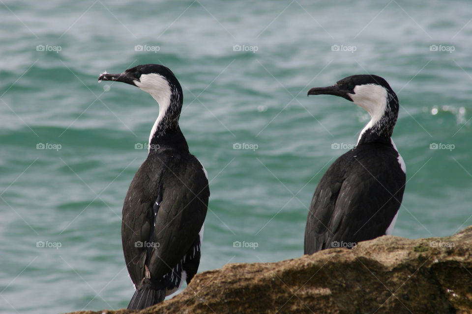 black bird sea two by kshapley