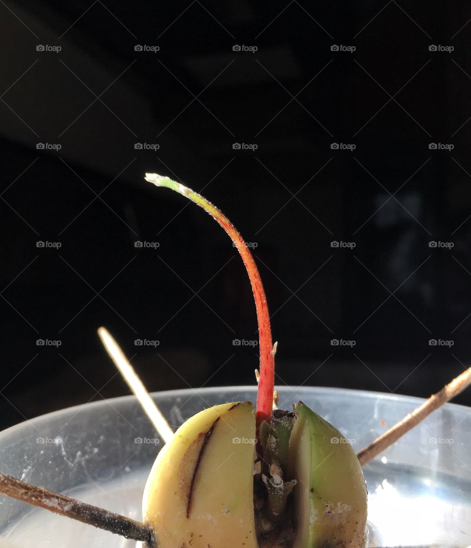 Tiny avocado tree growing from pit