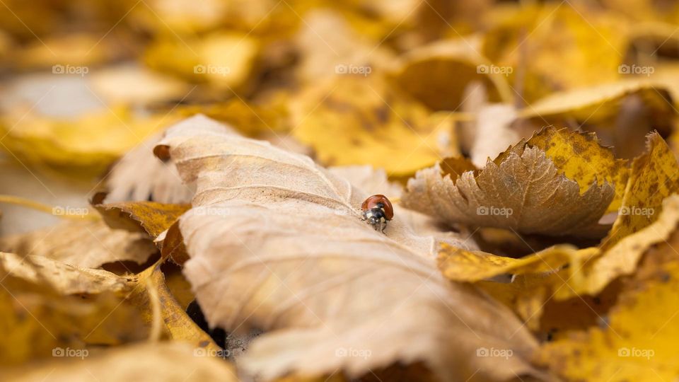 A ladybug on yellow leaves 
