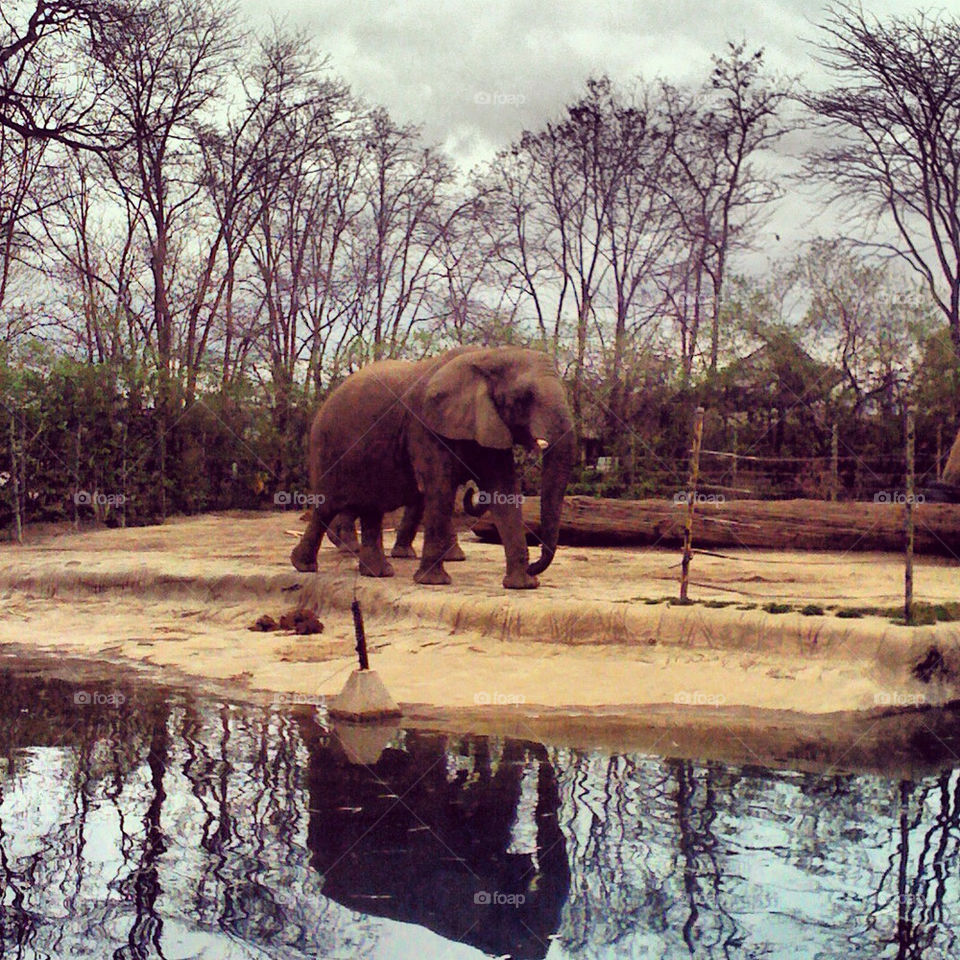 toledo nature animal zoo by tonyalynn