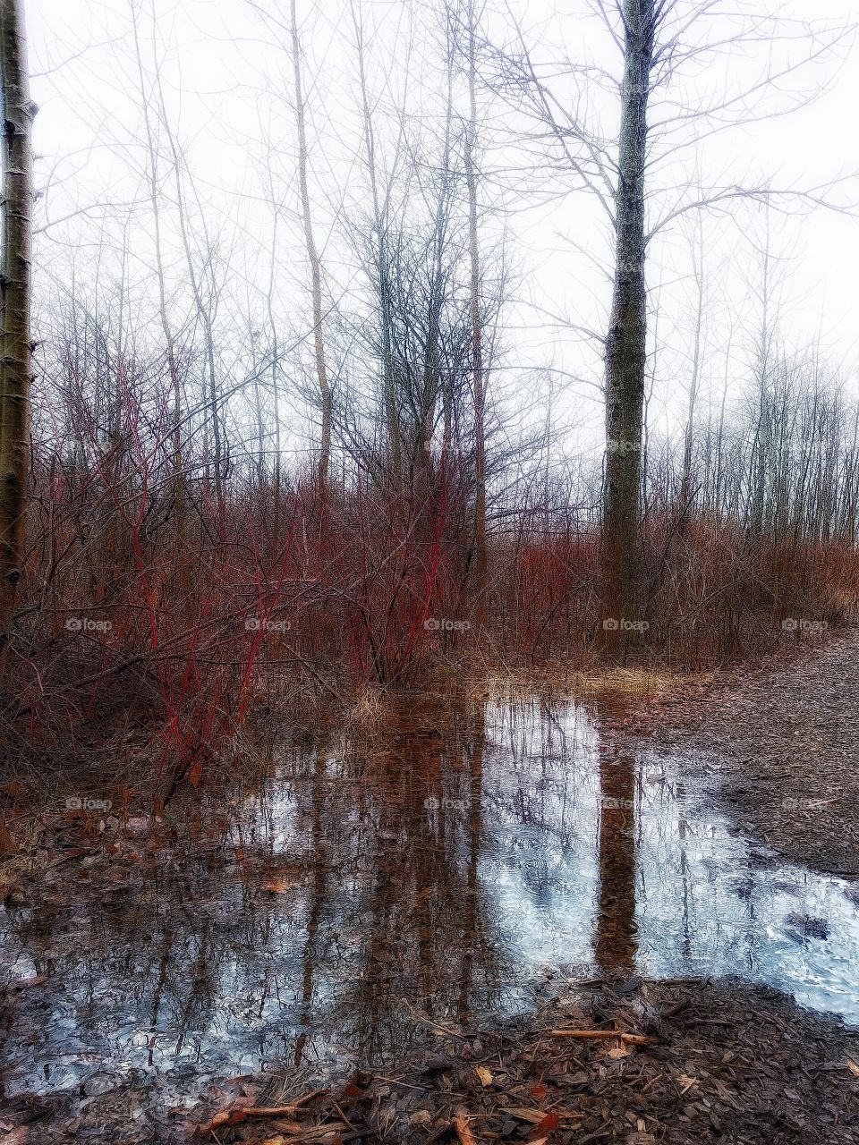 Reflection of bare trees