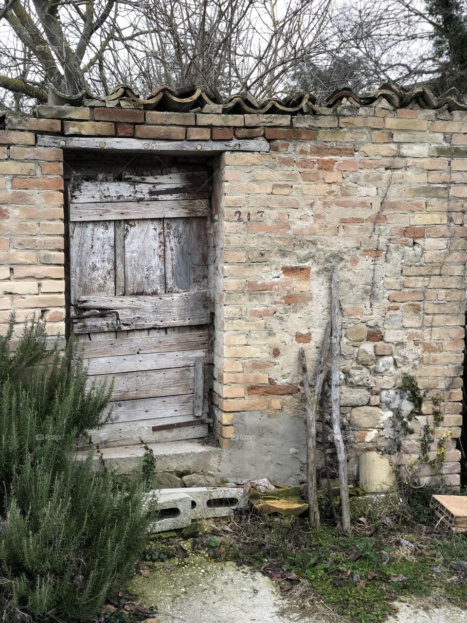 Abandoned hen-house with a rosemary plant front of the door, Marche region, Italy