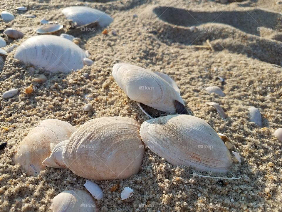 shells