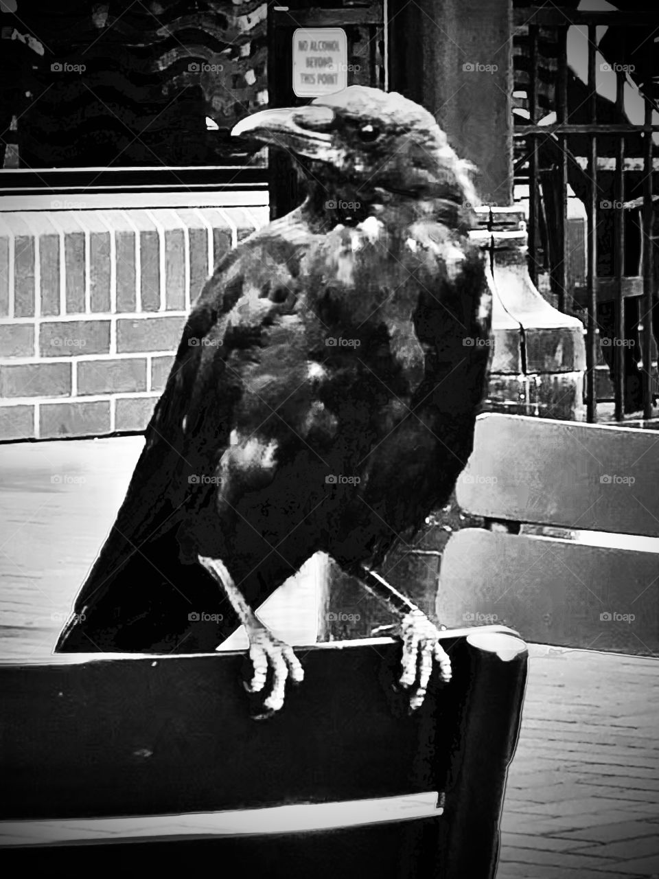 Crow On A Black Chair 