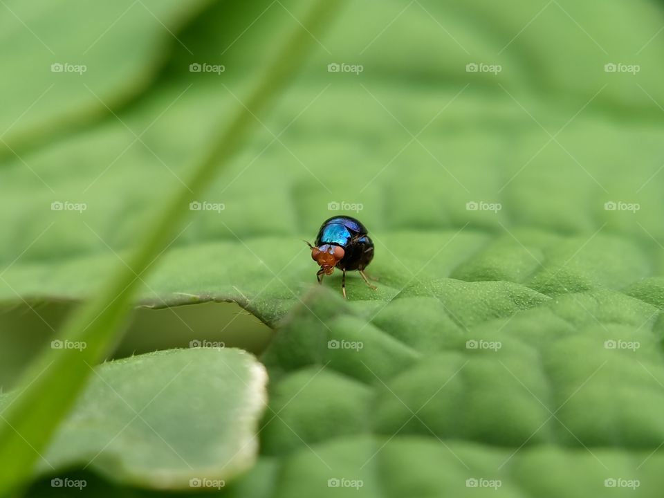 A golden blue bug is foraging on a leaf. Its color is very shiny, endemic in Indonesia (maybe). It's only two millimeters long, man!