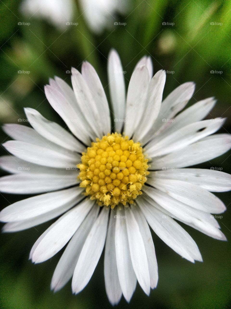 White flower in bloom