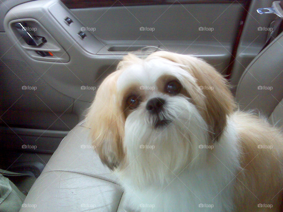 fresh from the groomer. my adorable shih tzu coming home from the groomer. "What do you mean - we're NOT going to Nana's?  I just got a bath!"